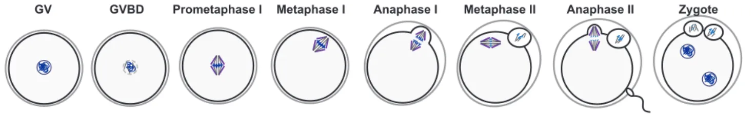 Figure 6:           Mammalian meiotic maturation. Mouse oocytes are formed during  embryonic development and arrest at prophase I also called germinal vesicle  stage (GV)