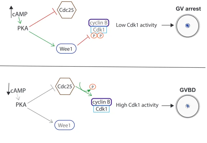 Figure 8:              Prophase I arrest (GV) vs. resumption of meiosis (GVBD). At GV stage,  oocytes are arrested at prophase I mainly through the inhibition of cyclin B-Cdk1  activity