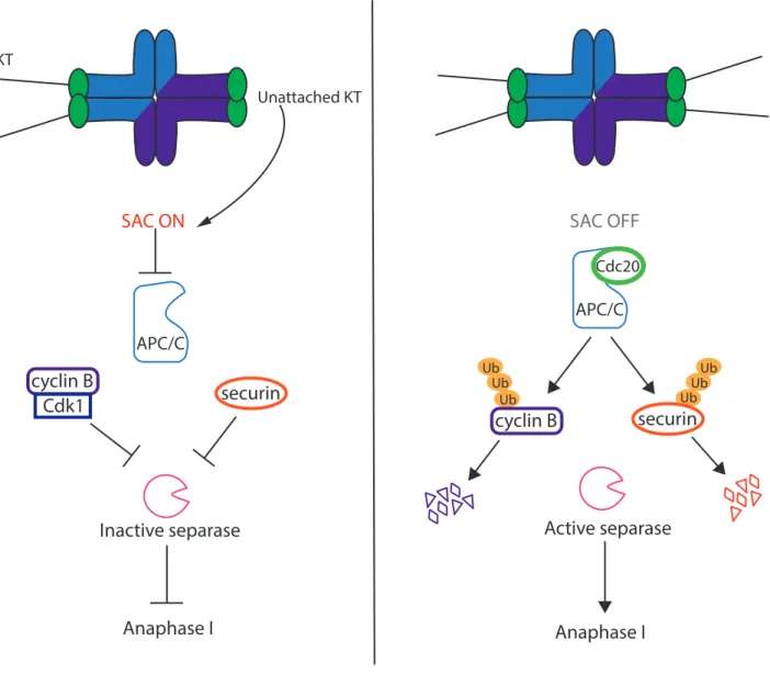 Figure 12:  APC/C activity is necessary for anaphase onset during meiosis. During  prometaphase, SAC is active due to unattached kinetochores
