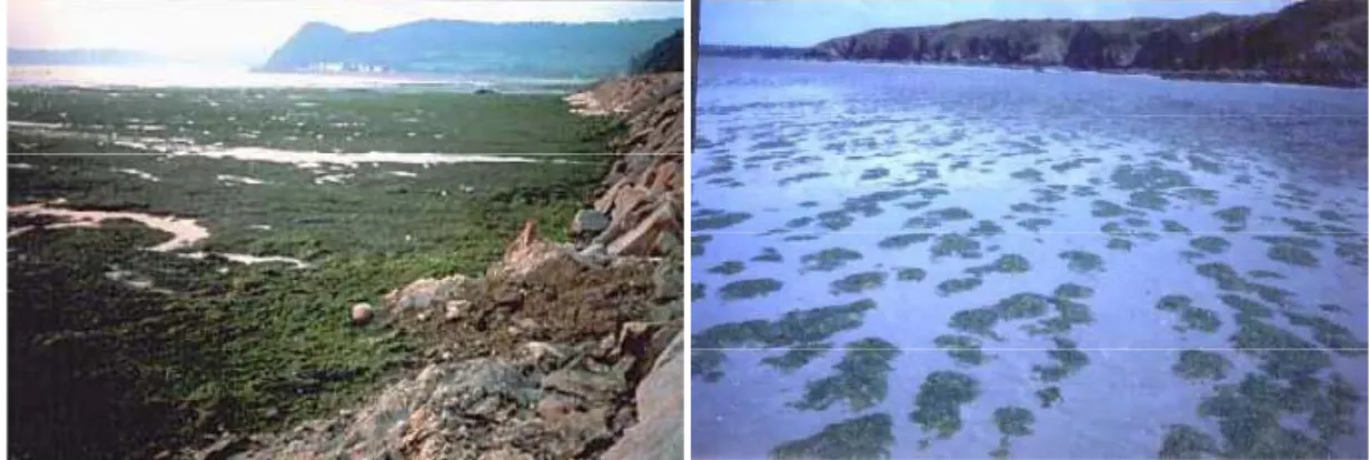 Figure 9 : Evolution saisonnière typique d’une marée verte à ulves sur la plage de Saint‐