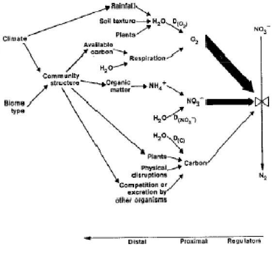 Figure 11 : Relation entre les différents paramètres influant la dénitrification  Groffman  et al, 1989 . 