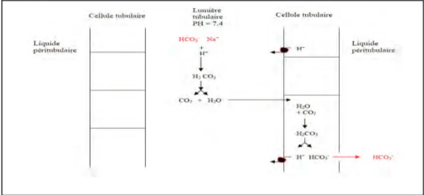 Figure N° 7: Couplage de la sécrétion des protons et de la réabsorption des bicarbonates dans  le tubule proximal (Ruckebusch, 1977)