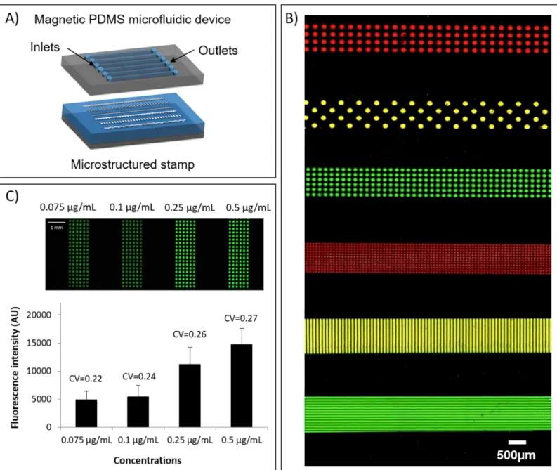 Fig 4. Multiplexed protein patterning. (A) Representative scheme of the fluidic cartridge and the structured stamp for multiplexed fluidic inking