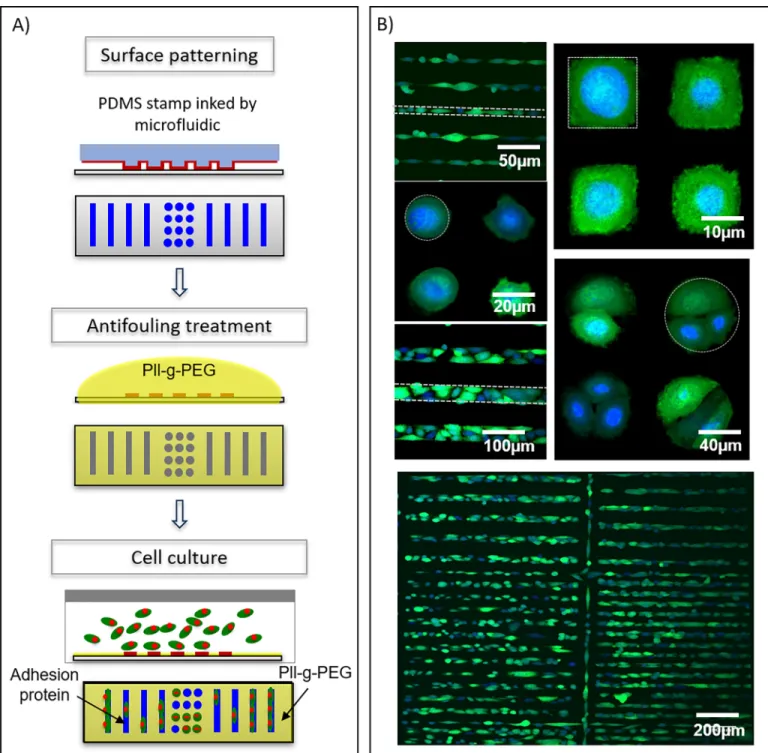 Fig 5. Cell microarray fabrication. (A) Representative scheme of cell microarray fabrication steps