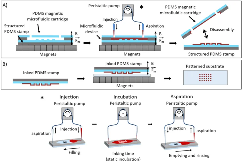 Fig 1. Schematic description of the magnetic microcontact printing workflow. (A) Microfluidic inking of a structured elastomeric magnetic stamp