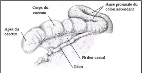 Figure n° 3: Conformation extérieure, caecum du bœuf  (BARONE, 1984). 