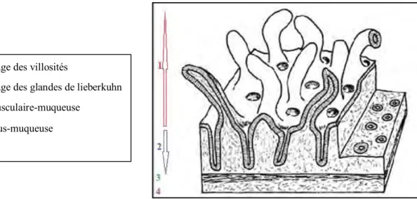 Figure n° 5 : Muqueuse intestinale (ANDRE et al., 2007) . 