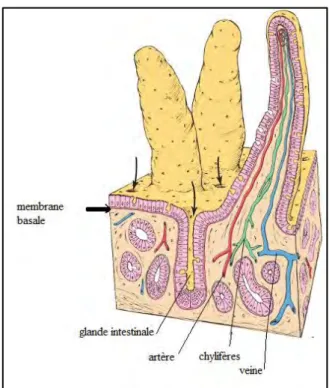 Figure n° 7 : Villosité intestinale dans l’intestin grêle   (MICHAEL, WOJCIECH, 2011) 