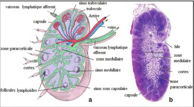 Figure n° 8: a- Structure du ganglion lymphatique  b- Micrographie d’un ganglion lymphatique coloration H&amp;M 