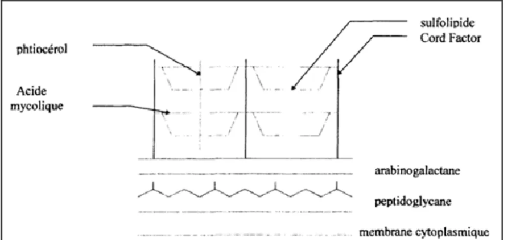 Figure n° 9 : Modèle schématique de la paroi mycobactérienne  (DURAND, 2001). 