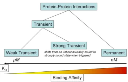 Figure 2.5: Representation of different ways to classify Protein-Protein Interactions in terms of binding affinity [86].