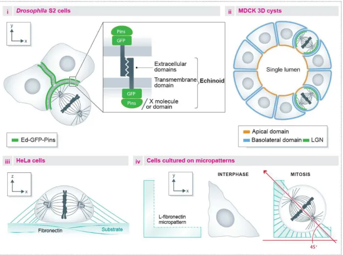 Figure 8: Models of spindle orientation in 2D or 3D cultured cells. i) Induced polarity assay in Drosophila S2  cells