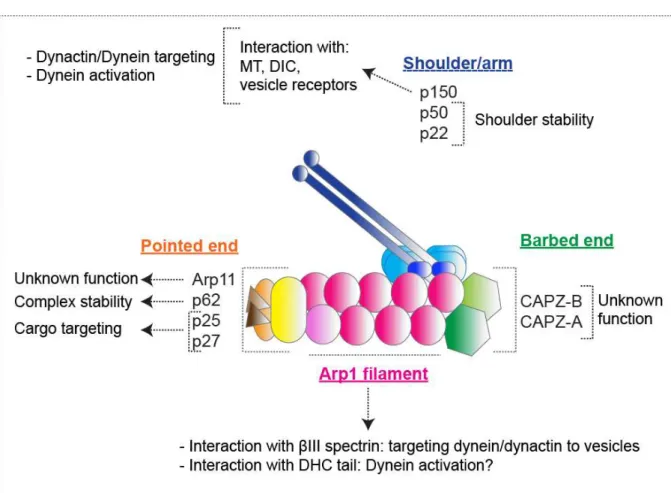 Figure  19: Schema of the dynactin complex specifying proposed functions and interactions for individual  subunits
