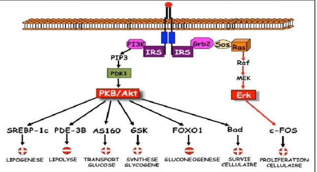 Figure 05 : Principales voies de signalisation par l’insuline (Capeau, 2003). 