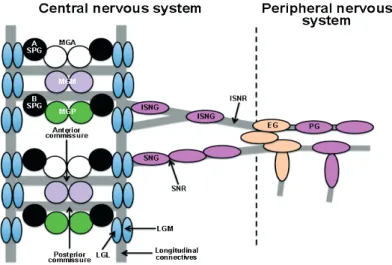 Figure 3. Embryonic CNS and PNS axon  pathways and pattern of glial cells. 