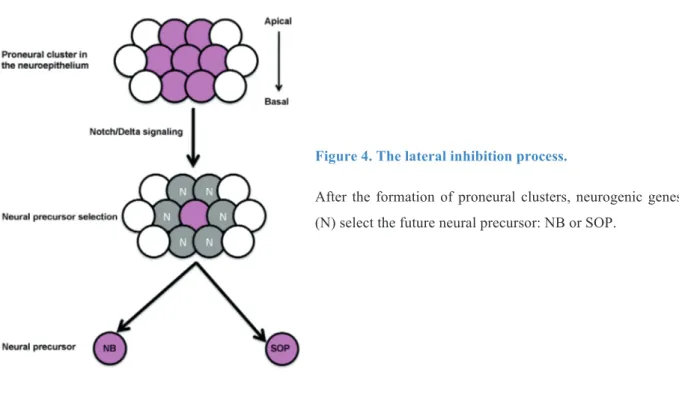 Figure 4. The lateral inhibition process.  