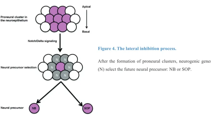 Figure 4. The lateral inhibition process.  