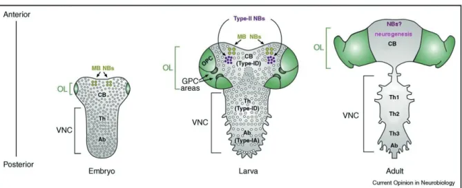 Figure 6. NBs distribution in the developing Drosophila CNS. 