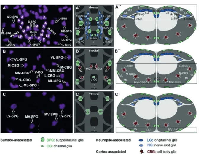 Figure   7.   Spatial   distribution   and   classiﬁcation   of   glial   cells   in   the   VNC