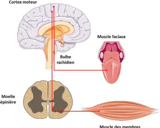 Figure 2 : Dégénérescence des neurones moteurs corticaux et motoneurones dans la SLA 