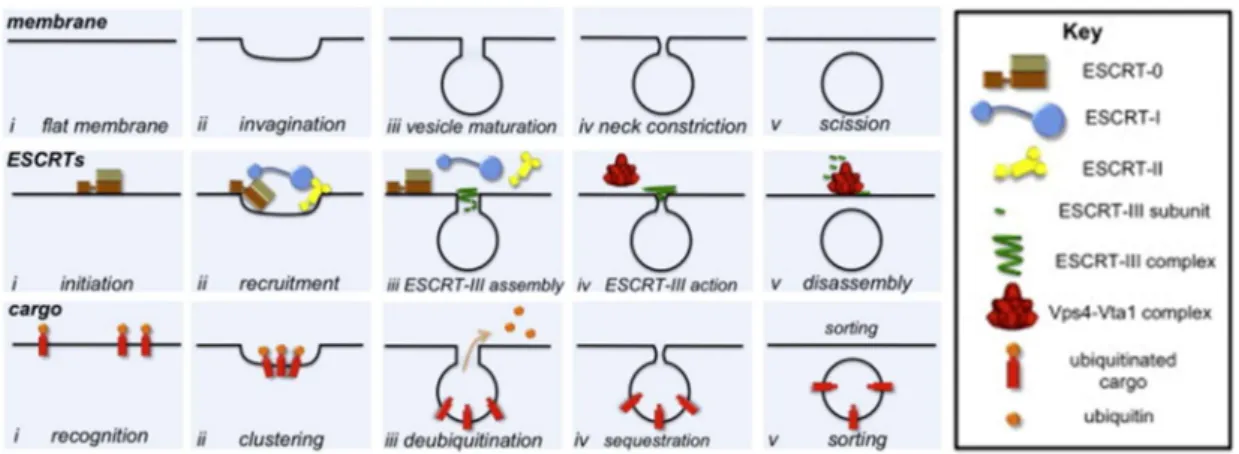 Figure 19 : Rôle des complexes ESCRT dans l’endocytose 