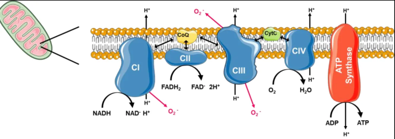 Figure 13 La chaîne respiratoire mitochondriale production d’ERO 