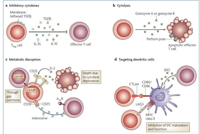 Figure 4 : Mécanismes d’action des lymphocytes T régulateurs (Vignali DA, et al. Nat Rev  Immunol