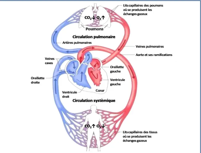 Figure 1 : La circulation sanguine  
