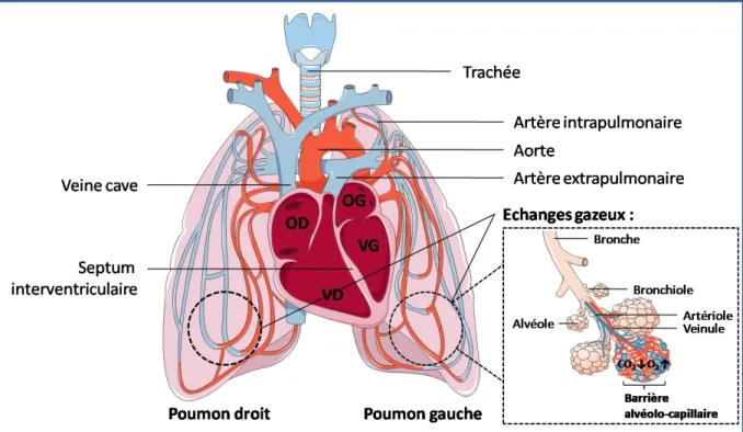 Figure 2 : La circulation pulmonaire 