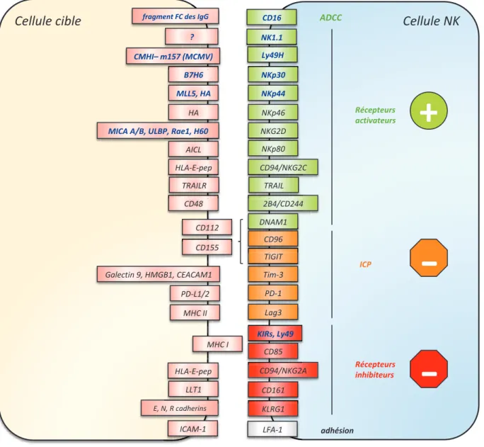 Figure 9: Principaux récepteurs des cellules NK 