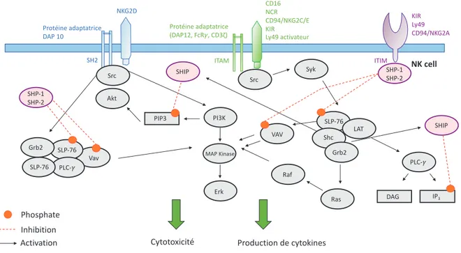 Figure 12: Principales voies de signalisation dans les cellules NK 