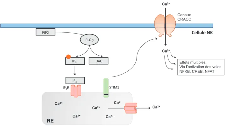 Figure 13: Flux calcique dans les cellules NK  