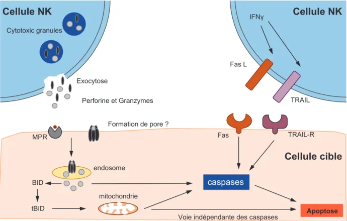 Figure 16: Mécanismes de cytotoxicité 