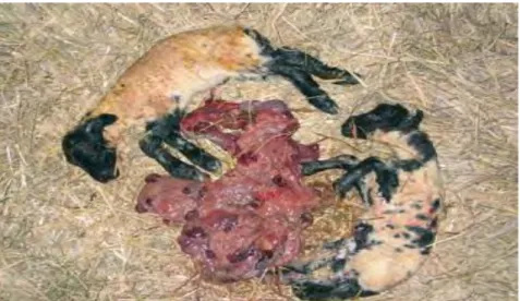 Figure 4 : Fœtus et placenta provenant d’une brebis infectée expérimentalement par       C