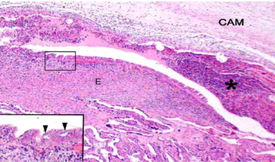 Figure 13 : Limbe placentomal 28 jours après infection expérimentale d’une brebis par        C