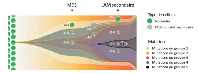 Figure  2  :  Modèle  d’évolution  clonale :  du  SMD  à  la  LAM  secondaire,  d’après  Walter et al., N Engl J Med 2012