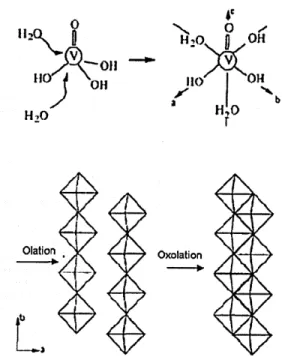 Figure 2-3:  Formation of V 2 0 5  from sol  gel  process  a) coordination  expansion  b) condensation