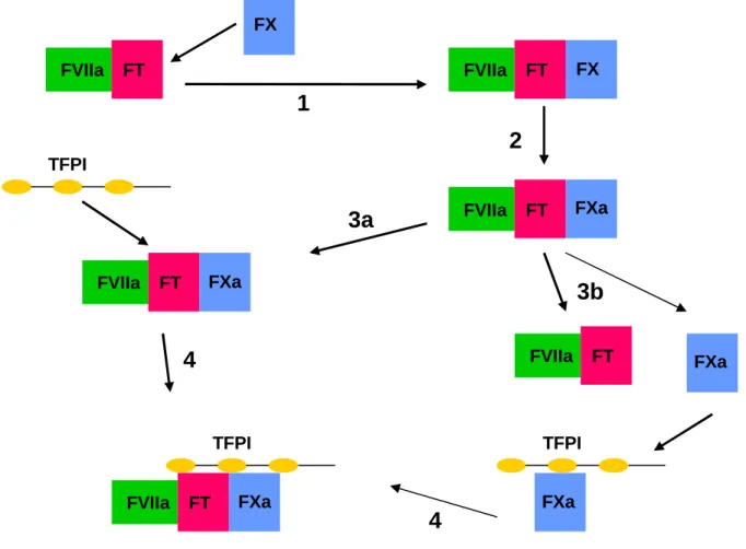 Figure 5 : Représentation schématique de l'inhibition de la voie de la coagulation dépendante  du FT par le TFPI adapté de Crawley et al
