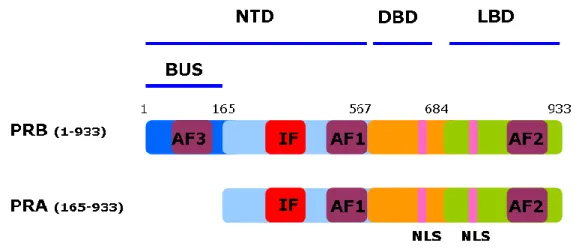 Figure 3.  Structure of progesterone receptor isoforms PRB and PRA. 