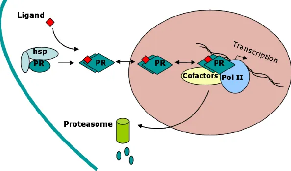 Figure 4.  Classical mode of action of PR 
