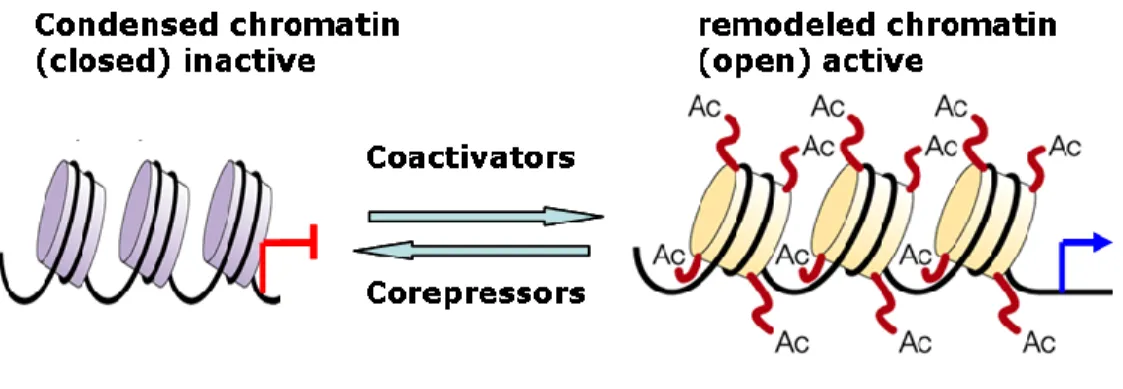 Figure 9: Chromatin remodeling by coregulators 
