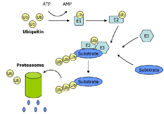 Figure 12. Ubiquitin-proteasome mediated protein turnover 