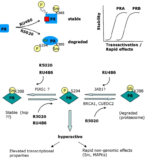 Figure  13.  Interconnection  between  PR  post-translational  modifications,  role  of  co- co-regulatory proteins and functional consequences