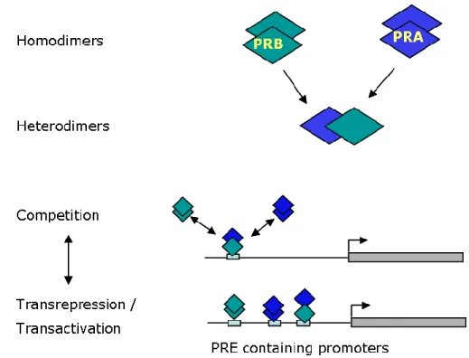 Figure 14. Mechanism of transcriptional regulation by PRA:PRB heterodimers  PR  isoforms  PRA  and  PRB  are  capable  of  forming  homo-  and  hetero-dimers,  produce  differential transcriptional response from the same promoter sequence as well as recogn