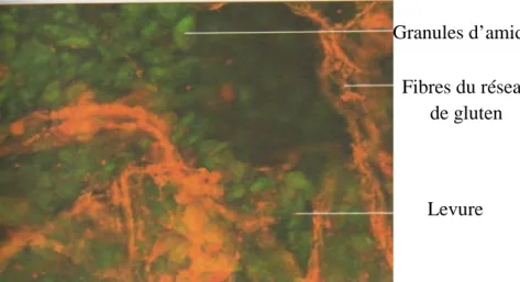 Figure 2. Structure du réseau de gluten (x 150-Coloration orange acridine).