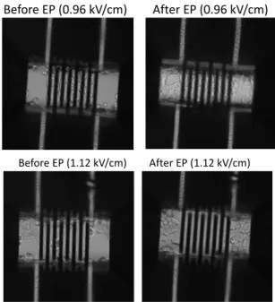 Fig. 9.  Viability of HCT116 cells, 24 hours after on-chip electroporation,  with different values of electric field (0-1.6 kV/cm) (n=3)