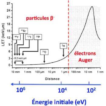 Figure  1.2.  TEL  des  électrons  en  fonction  de  la  distance  parcourue  et  de  l’énergie  (Kassis  et  Adelstein 2005)