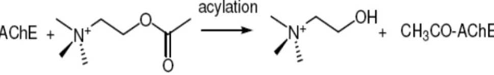 Figure 03 : phase d’acylation de l’enzyme 