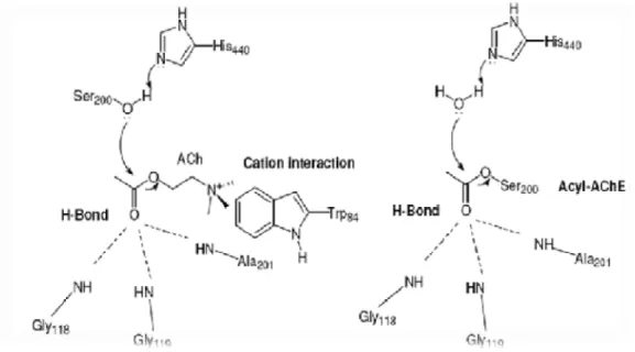 Figure 04 : liaisons hydrogène et interaction cation- π entre le substrat et les différents  acides aminés