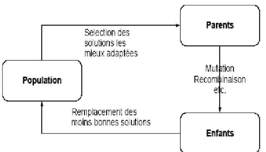 Figure : représentation schématique du cycle évolutionnaire d’un algorithme   évolutionnaire